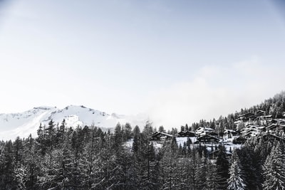 During the day the snow-covered pines
